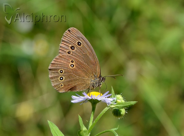 Aphantopus hyperantus