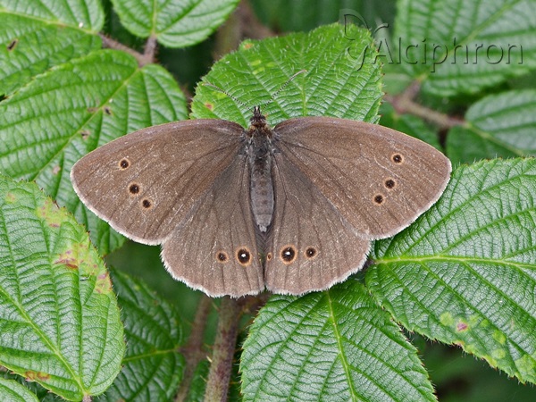 Aphantopus hyperantus