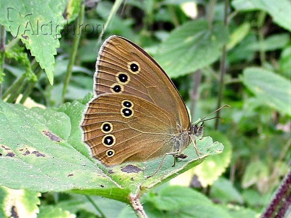 Aphantopus hyperantus