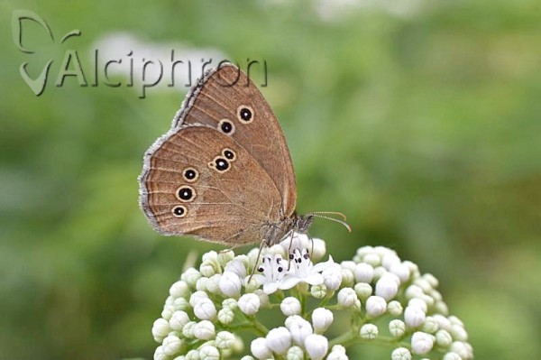 Aphantopus hyperantus