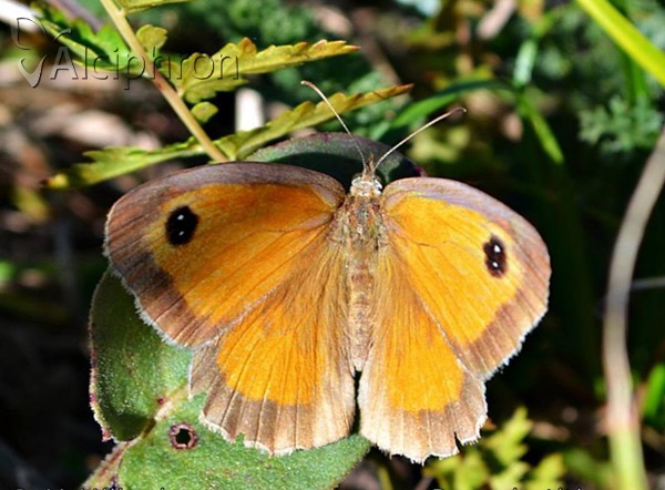 Pyronia tithonus