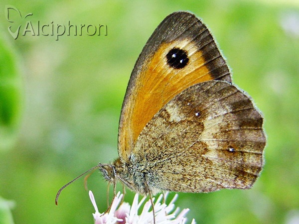 Pyronia tithonus