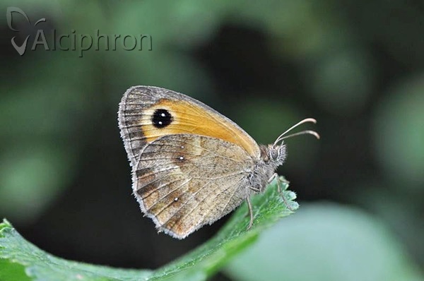 Pyronia tithonus