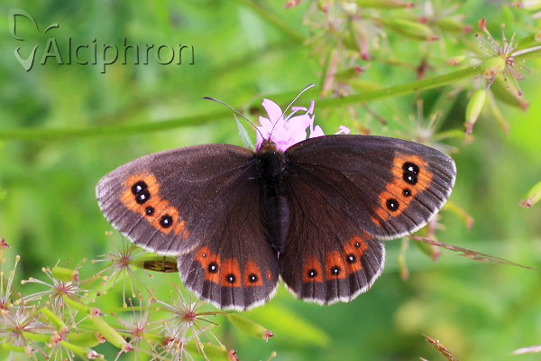 Erebia ligea
