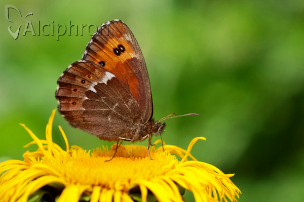 Erebia ligea