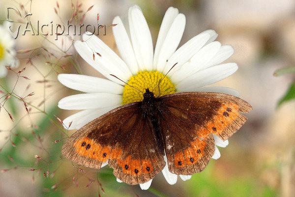 Erebia ligea