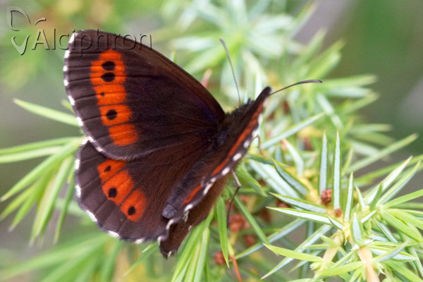 Erebia ligea