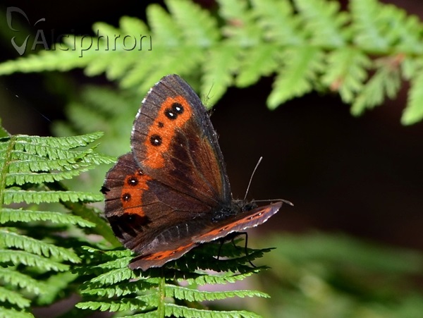 Erebia ligea