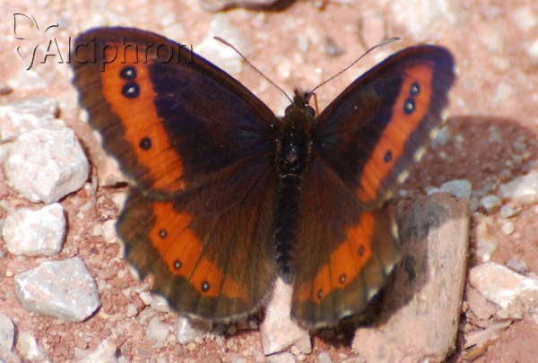 Erebia ligea