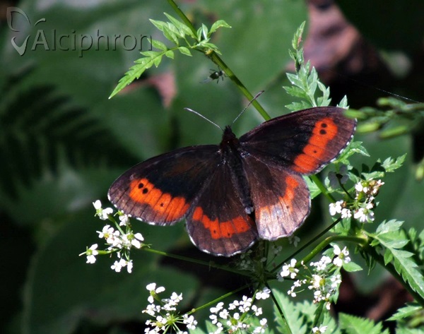 Erebia euryale