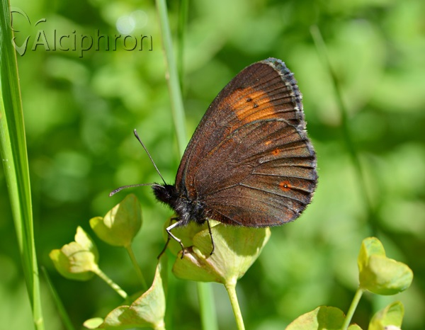 Erebia euryale