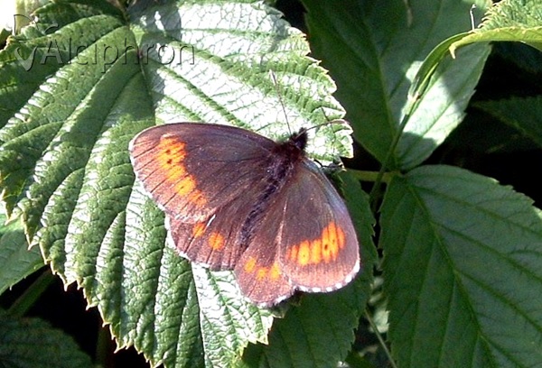 Erebia euryale