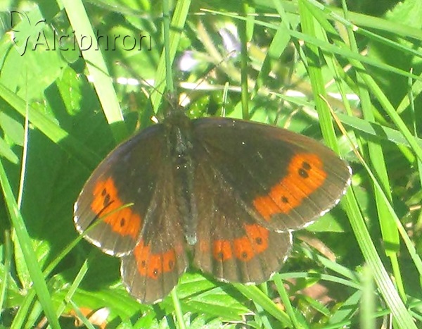 Erebia euryale