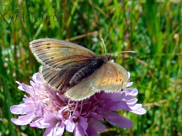 Erebia epiphron