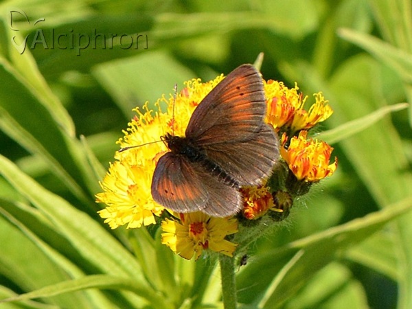 Erebia epiphron