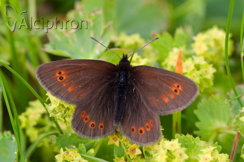 Erebia orientalis