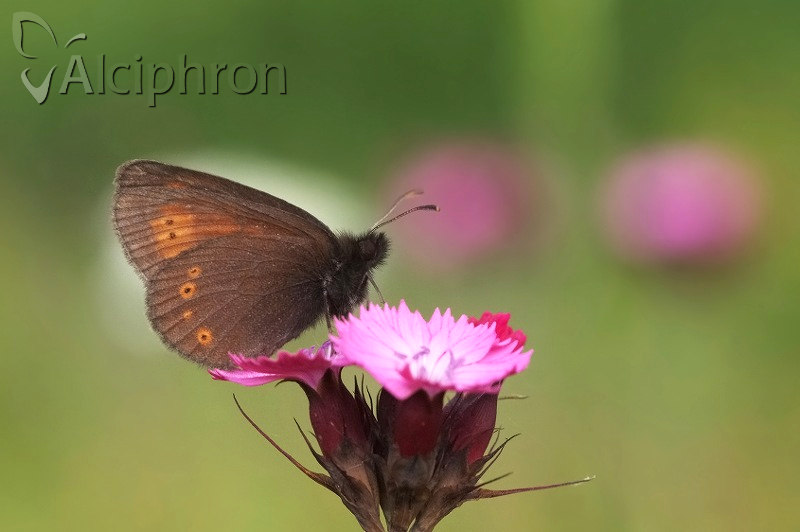 Erebia orientalis