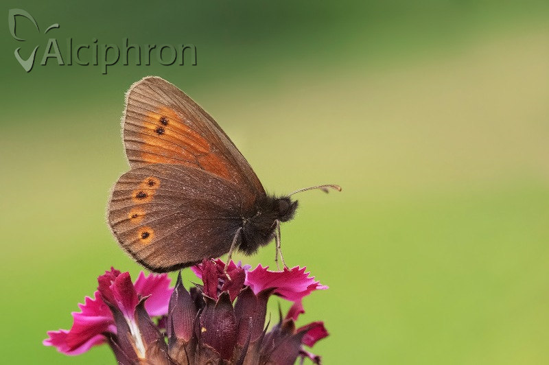 Erebia orientalis