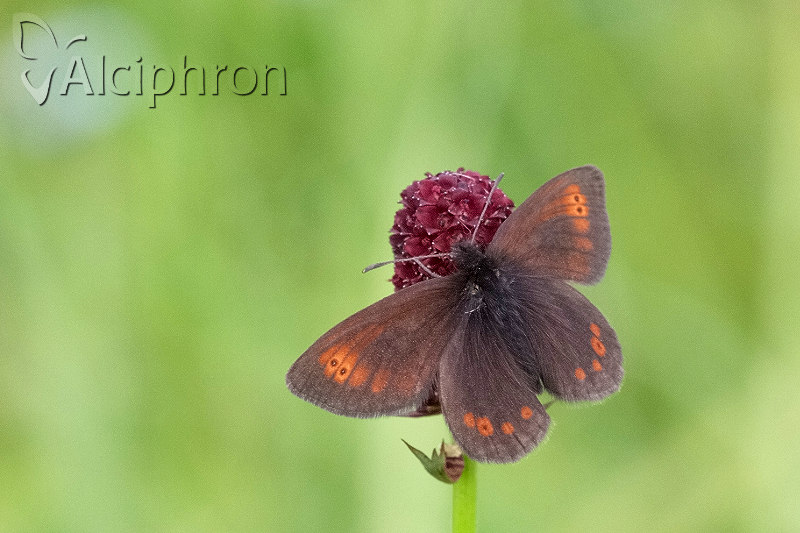 Erebia orientalis