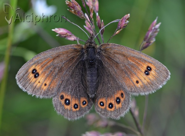 Erebia orientalis