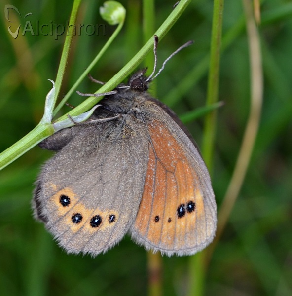 Erebia orientalis