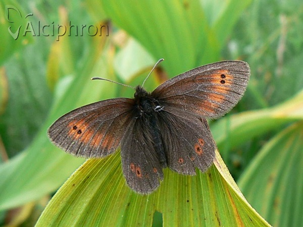 Erebia orientalis