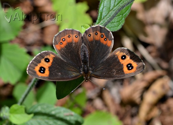 Erebia aethiops