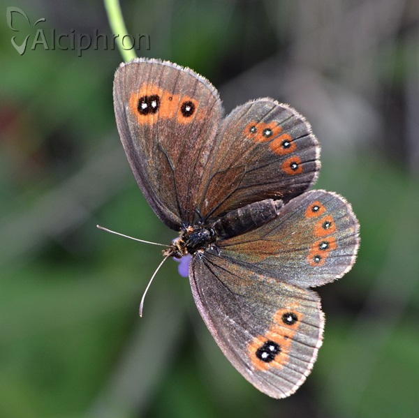 Erebia aethiops
