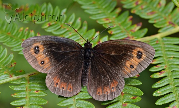 Erebia aethiops