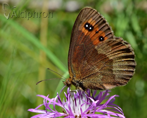 Erebia aethiops