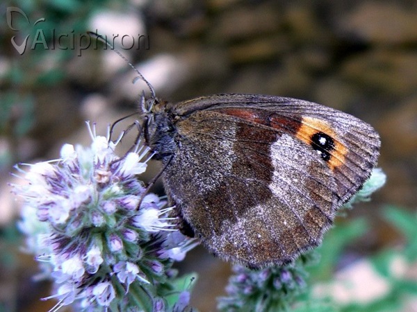 Erebia aethiops
