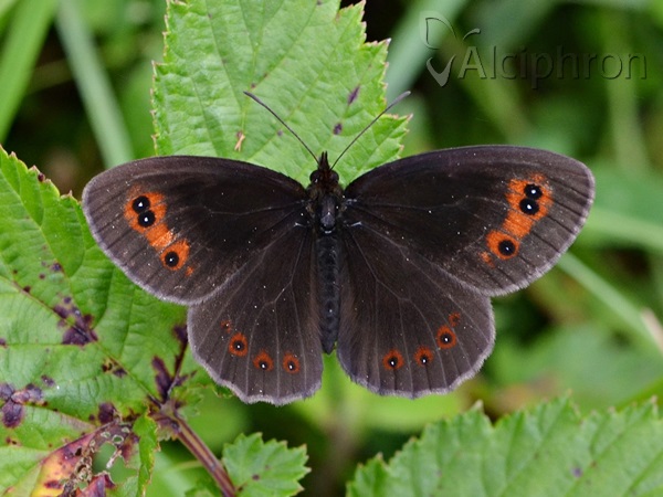 Erebia aethiops