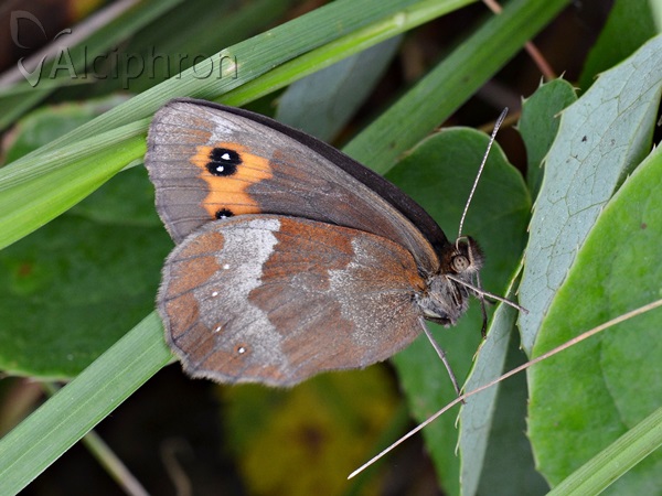 Erebia aethiops