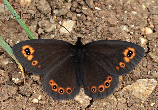 Erebia medusa