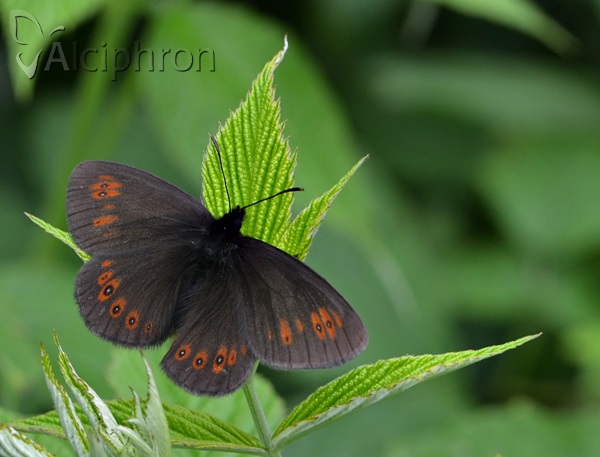 Erebia alberganus