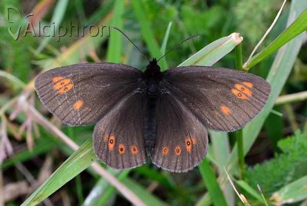 Erebia alberganus