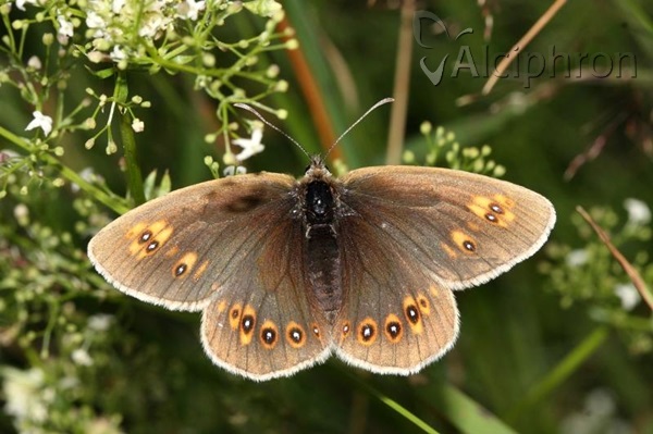 Erebia alberganus