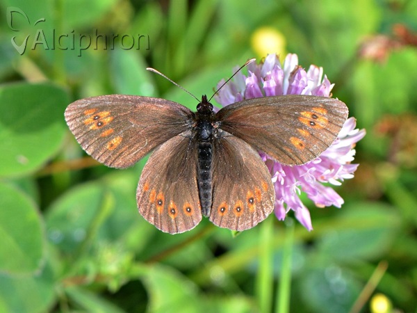Erebia alberganus