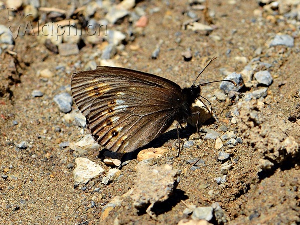 Erebia alberganus