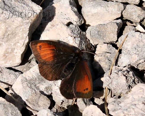Erebia gorge