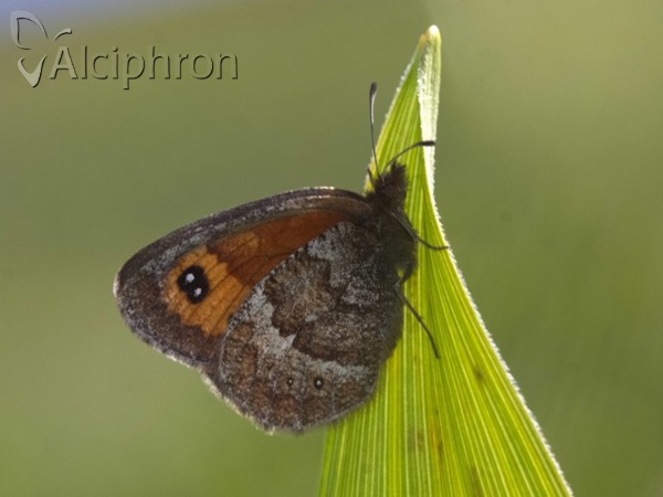Erebia rhodopensis