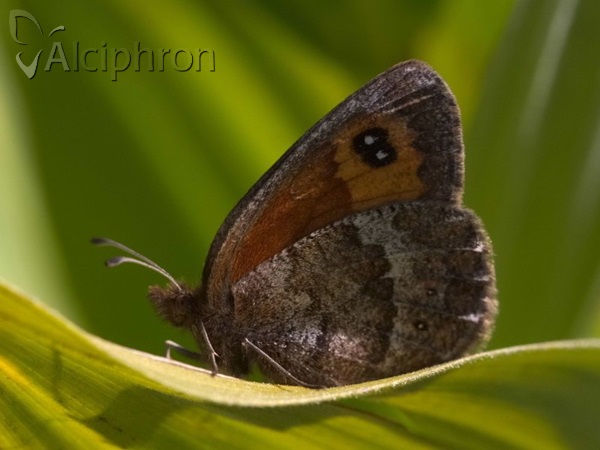 Erebia rhodopensis