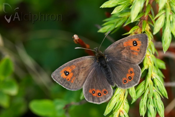 Erebia ottomana