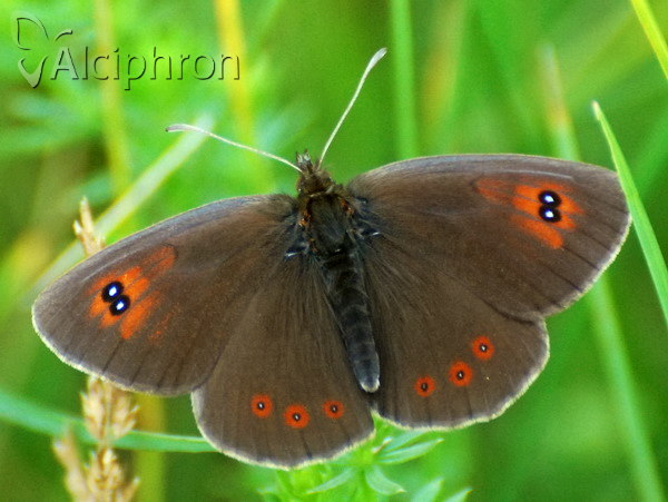 Erebia ottomana