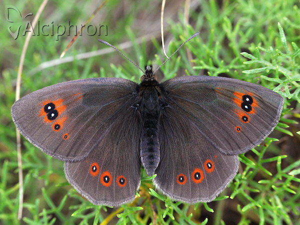 Erebia ottomana