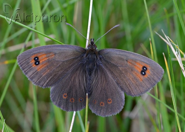 Erebia ottomana