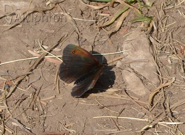 Erebia neleus