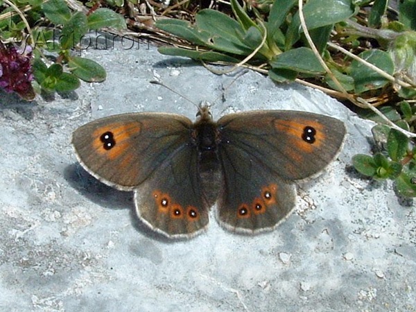 Erebia neleus