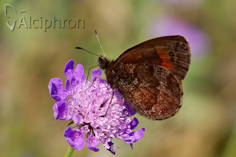Erebia pronoe