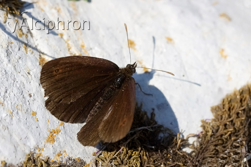 Erebia pronoe